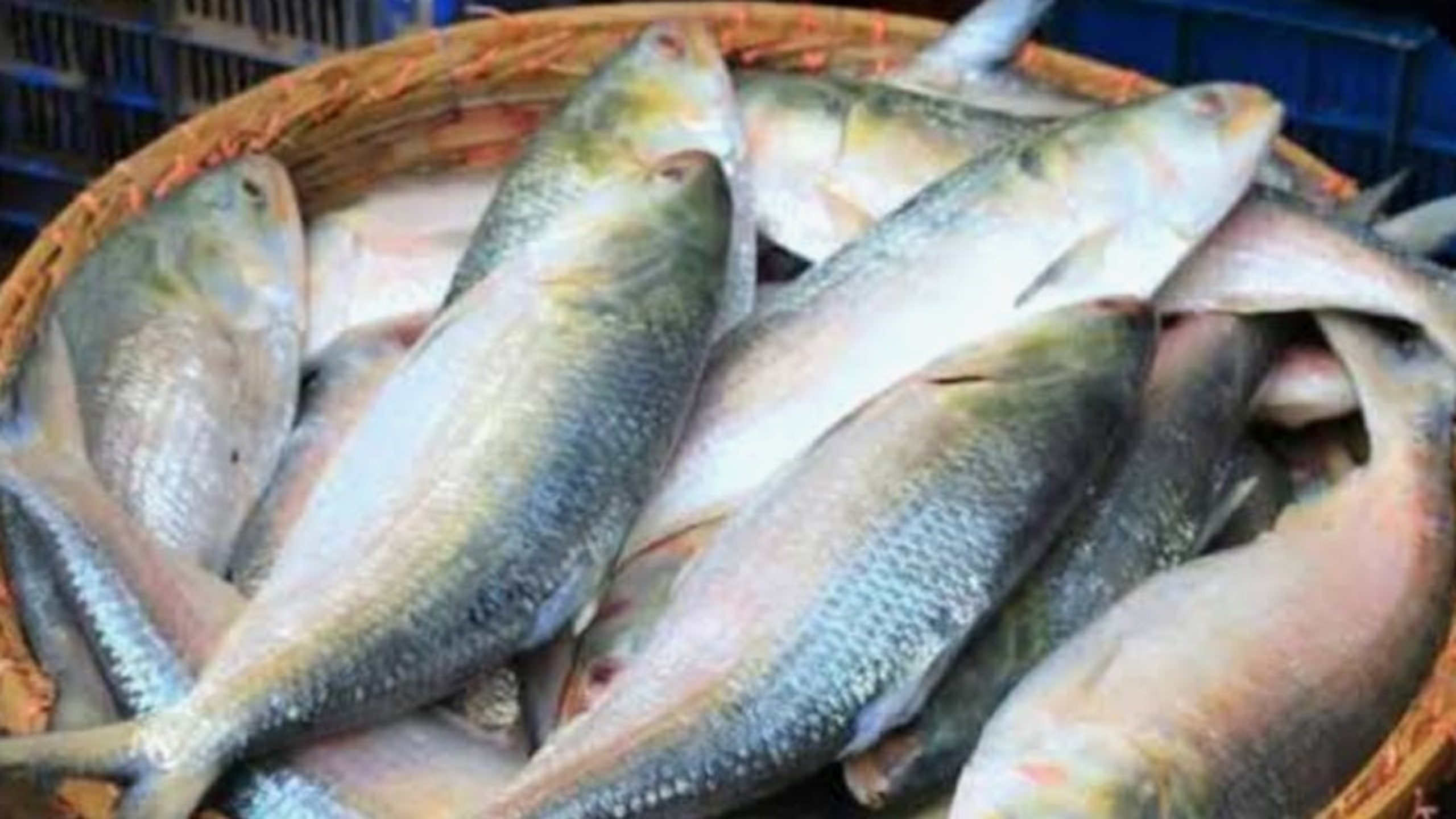 alipur fish market