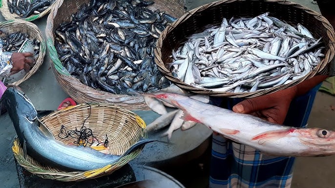 alipur fish market