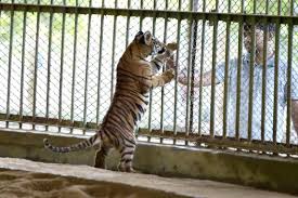 bangladesh-national-zoo
