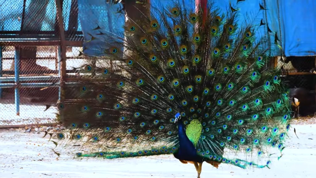 bangladesh-national-zoo
