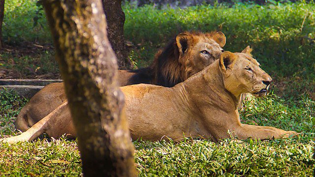 bangladesh-national-zoo