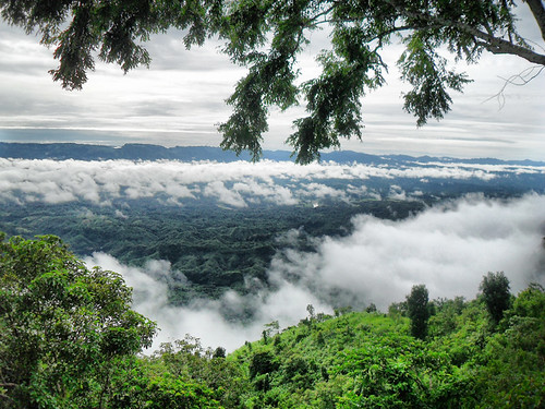 nilgiri