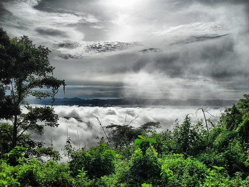 nilgiri